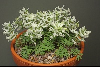 Corydalis angustifolia 'Georgian White'